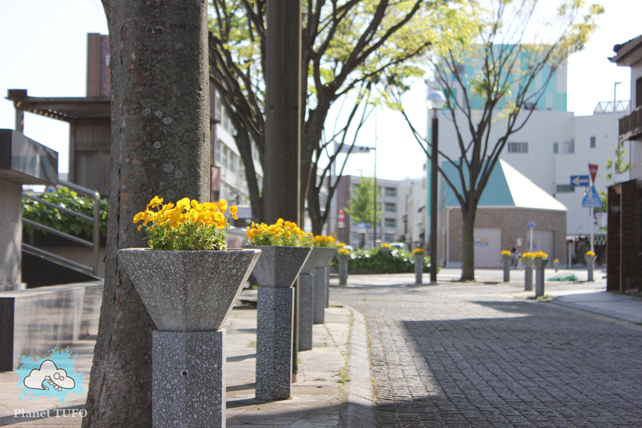 Flowers yellow along street