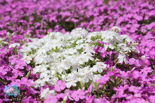 Flowers group purple and white