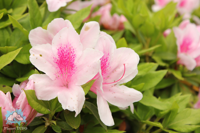 Flower white up close
